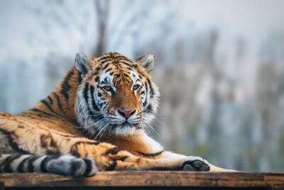 DSC 9837 tiger sibirsky
