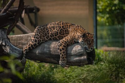 ZOO 27 jaguarica maya scaled 2