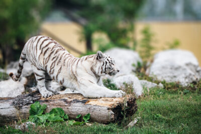 Tiger biely 2